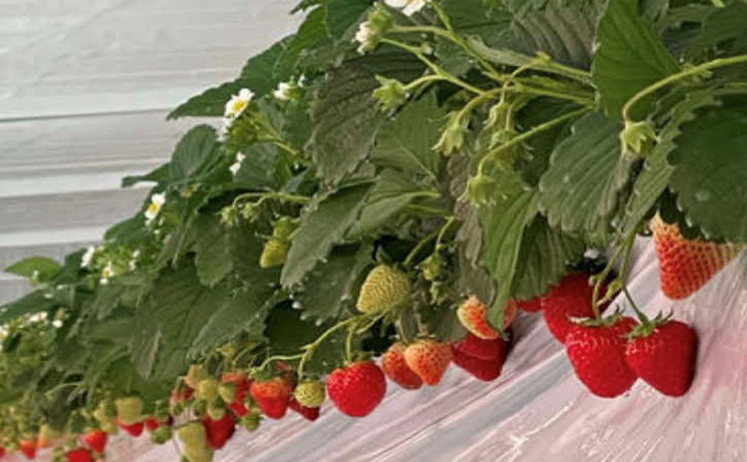 【本州限定】糖度14度以上未来を感じるいちご※12月中旬より順次配送