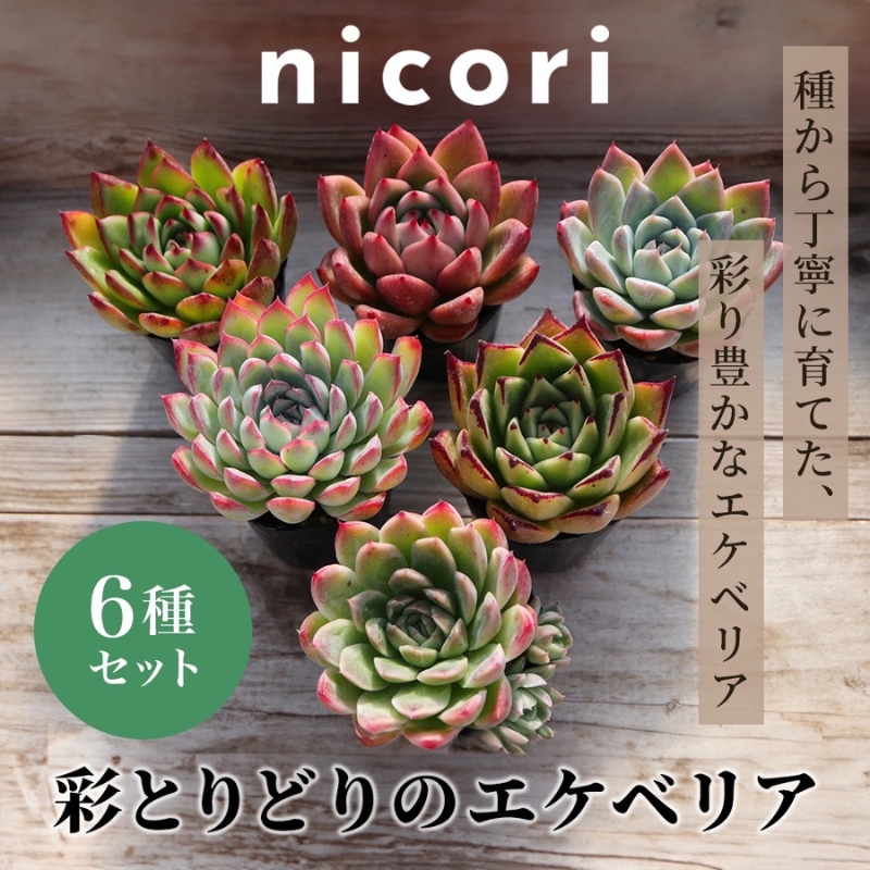 【多肉植物】彩とりどりのエケベリア6種セット