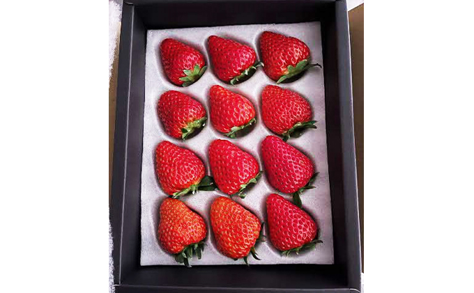 【本州限定】希少品種いちご食べ比べセット【山天王・紅かおり】※1月中旬より順次配送