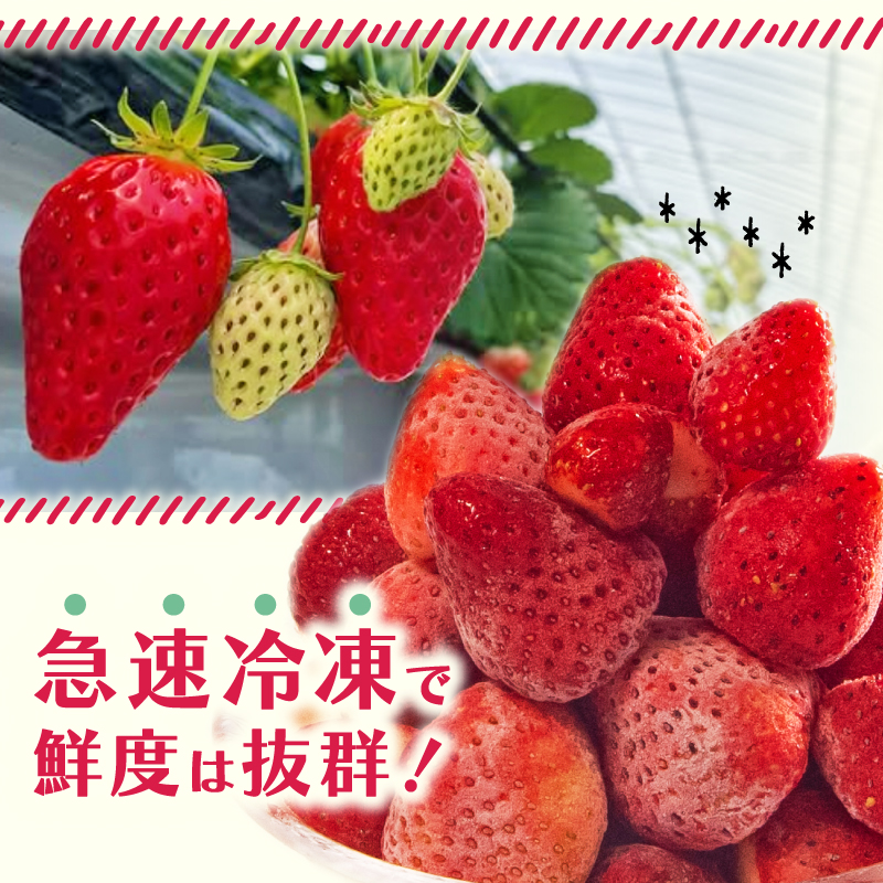 冷凍 いちご 2kg 完熟 ヘタ取り 大粒 イチゴ 苺 冷凍いちご 果物 スイーツ デザート フルーツ アイス ジャム シャーベット ベリー 氷菓 甘い オススメ 人気 滋賀県 竜王町 ひさだ苺農園