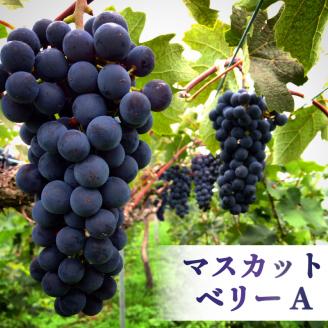 ワイン cuvee RYUO 2020 キュベリュウオウ 1本 750ml 赤 ワイン ライト ボディ 辛口ギフト 日本ワイン 酒 お歳暮 プレゼント お酒 地酒 果実酒 ぶどう酒