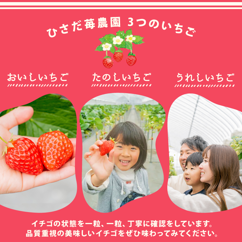 冷凍 いちご 2kg 完熟 ヘタ取り サイズミックス イチゴ 苺 冷凍いちご 果物 スイーツ デザート フルーツ アイス ジャム シャーベット ベリー 氷菓 甘い オススメ 人気 滋賀県 竜王町 ひさだ苺農園