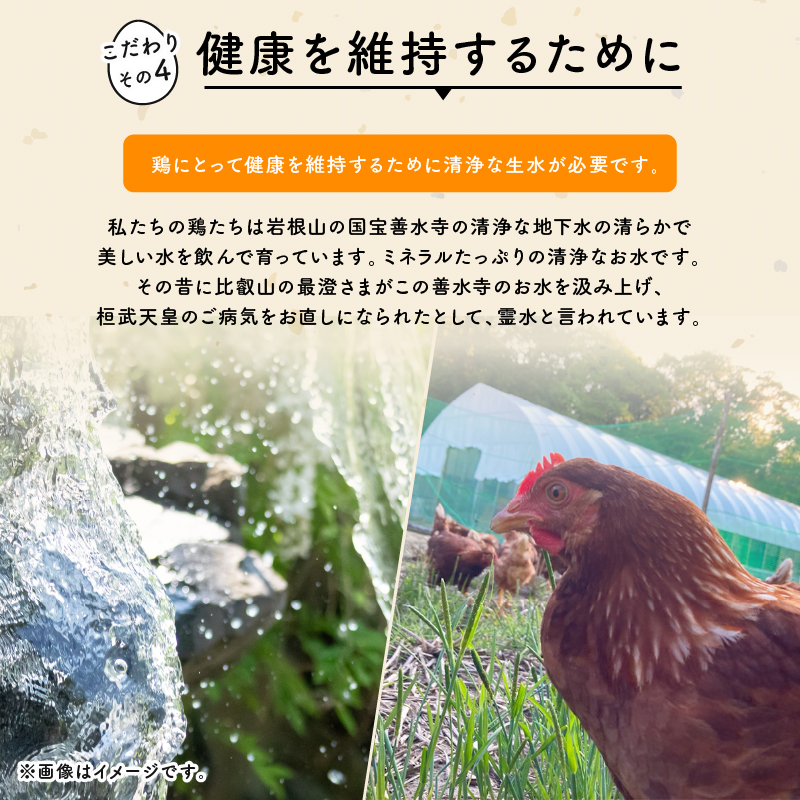 定期便 平飼い有精卵 滋賀竜王卵 30個×12ヵ月