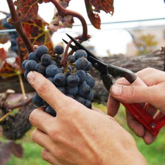 ワイン cuvee RYUO 2020  2本 セット 750ml × 2本 赤 ワイン ライト ボディ 辛口 ギフト 日本ワイン 酒 お歳暮 プレゼント