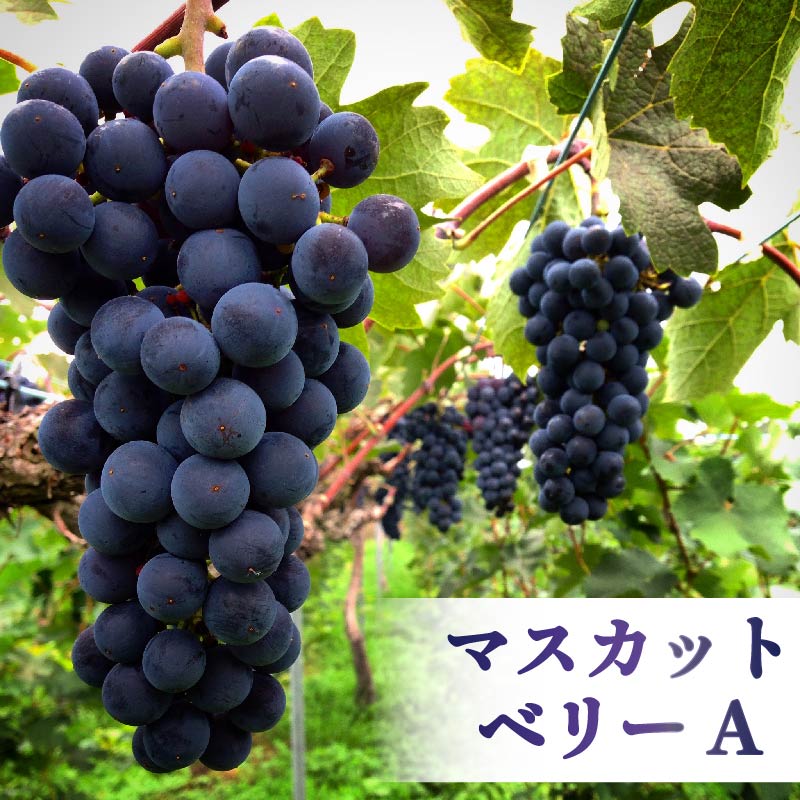 ワイン cuvee RYUO 2022 キュベリュウオウ 1本 750ml 赤 ワイン ライト ボディ 辛口 マスカット ベリー ギフト 日本ワイン 酒 プレゼント 贈り物 ギフト ヒトミワイナリー お酒 地酒 果実酒 ぶどう酒 葡萄酒 滋賀 竜王町 送料無料