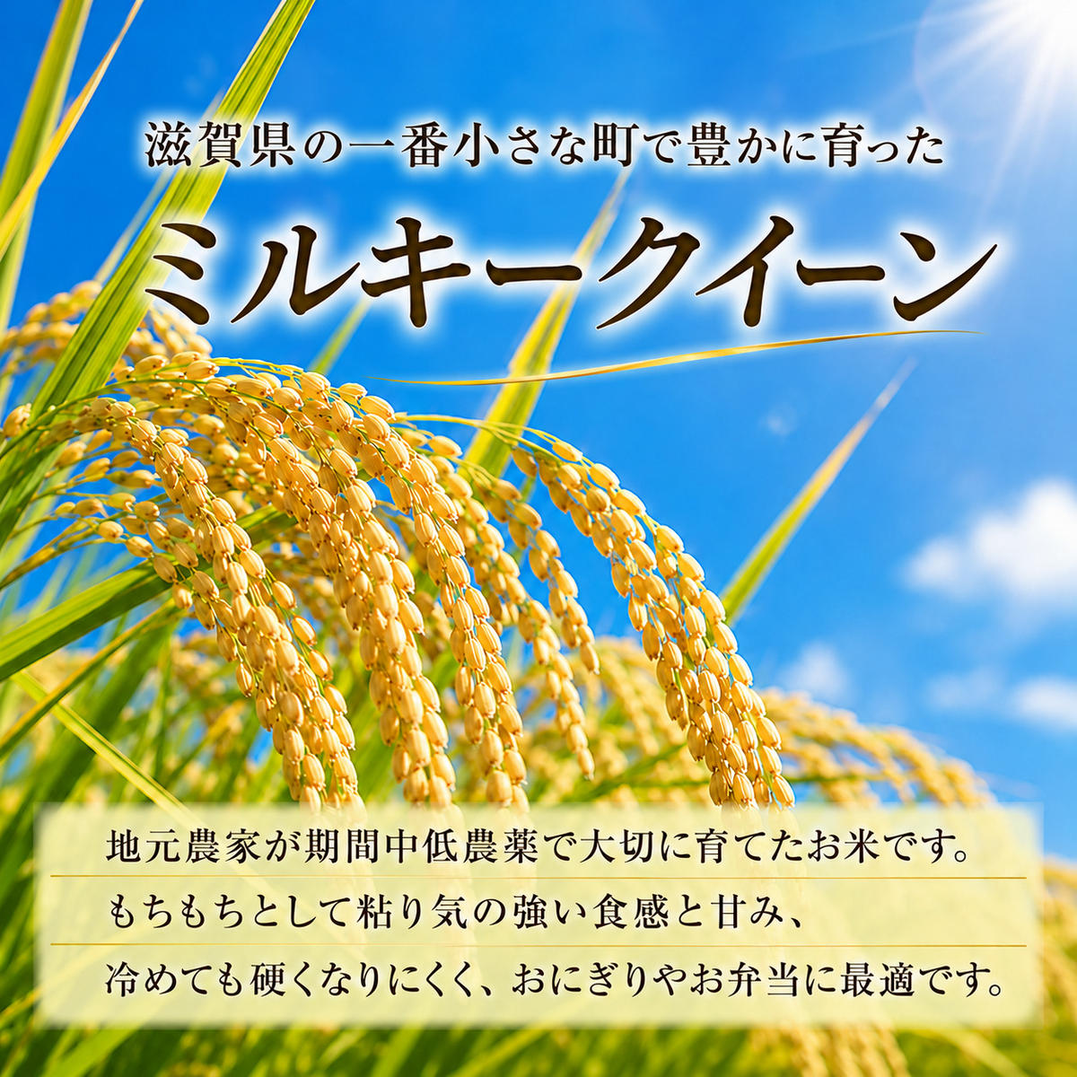 【令和8年産】新米 先行予約 米 定期便 ミルキークイーン
