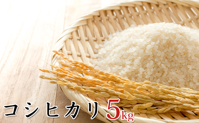 令和6年産環境こだわり近江米コシヒカリ5kg（無洗米）