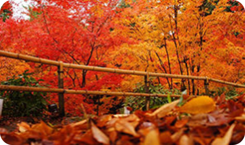 神職様のご案内による北野天満宮境内文化財見学と錦秋のもみじ苑特別観覧＋高僧の揮毫色紙 　※寄附金は文化財保護に使途を限定しています。