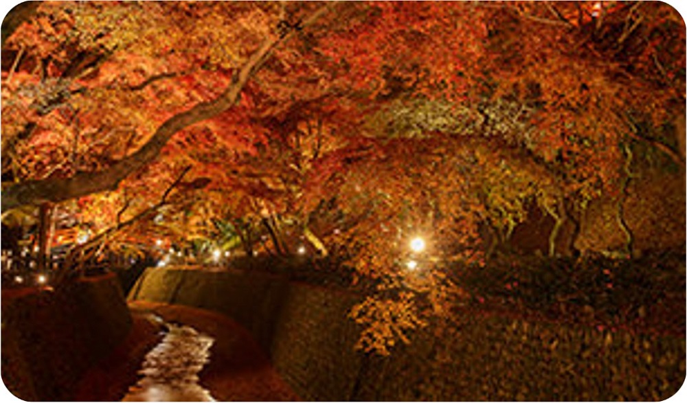 神職様のご案内による北野天満宮境内文化財見学と錦秋のもみじ苑特別観覧＋高僧の揮毫色紙 　※寄附金は文化財保護に使途を限定しています。