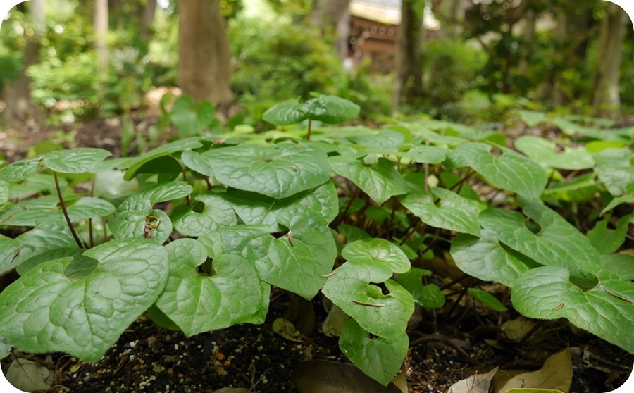 フタバアオイオーナー・葵祭特別観覧　※寄附金は文化財保護に使途を限定しています。