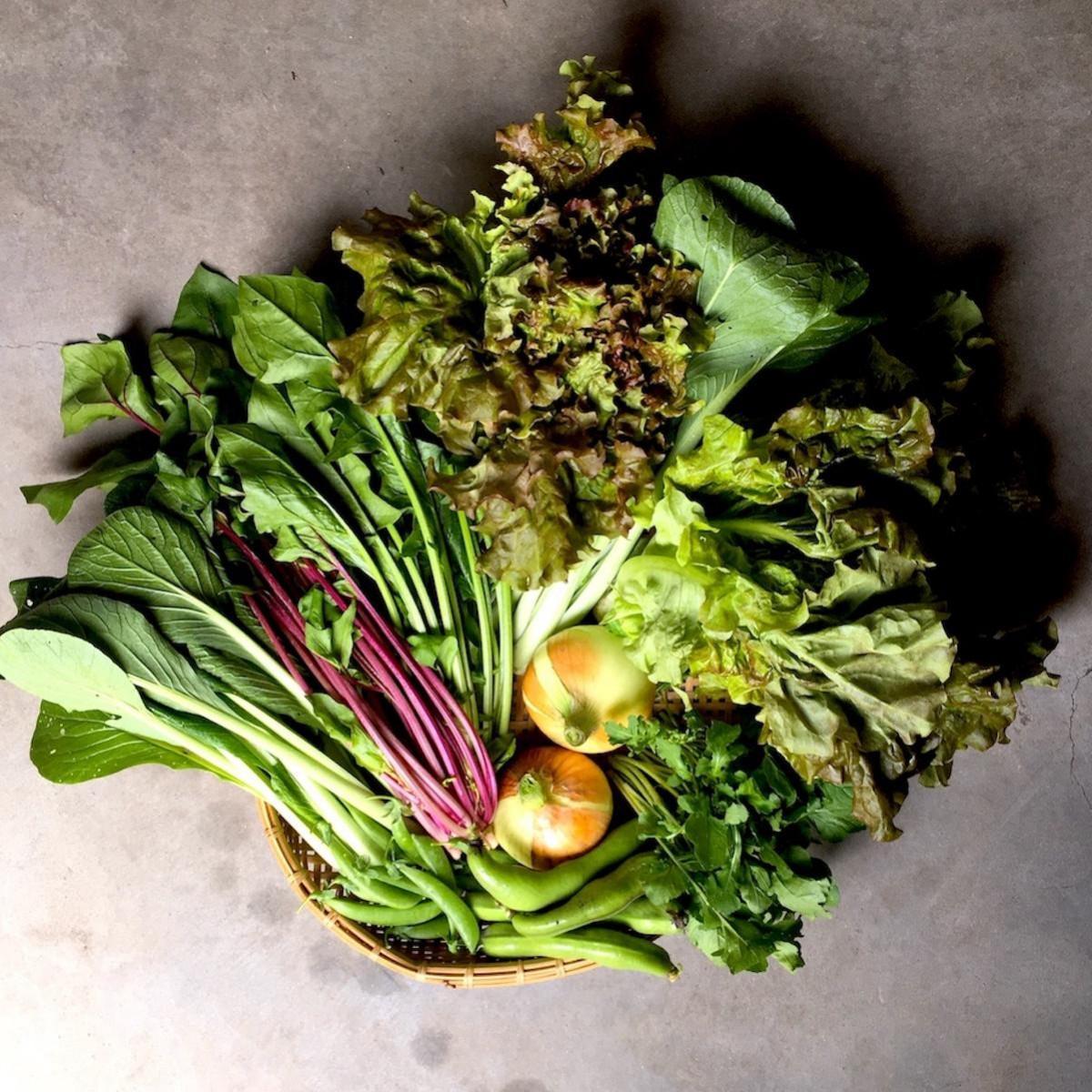 ◆全12回定期便◆【つくだ農園】《有機JAS認証 有機野菜10品入り》京都の棚田大原で心を込めて大切に露地栽培された大地の恵みたっぷりの有機野菜!［ 有機野菜 京都 野菜 有機栽培 定期便 セット 季節の野菜 おまかせ 詰め合わせ 産地直送 新鮮 ミシュラン 錦市場 人気 送料無料 おすすめ ふるさと納税 ］