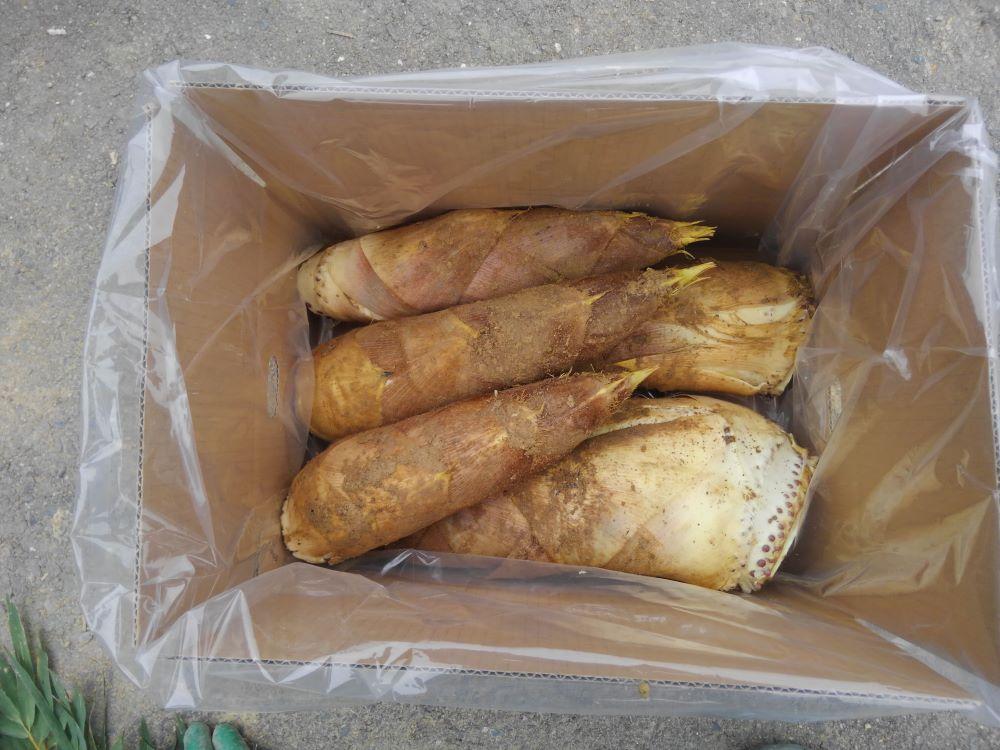 【筍 専門店】※2026年4月中旬～発送※ 京の伝統野菜京たけのこ（塚原たけのこ）