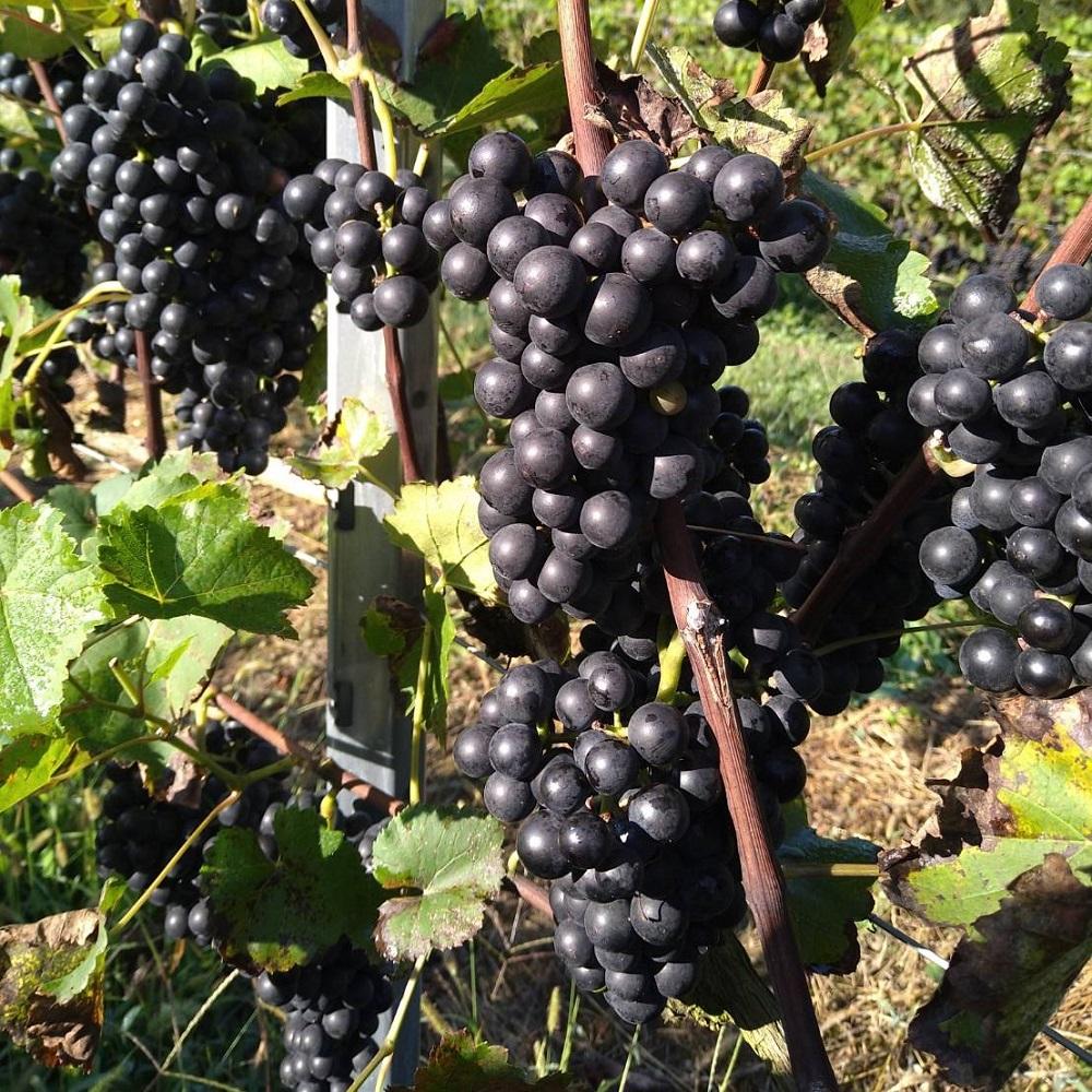 【吉田農園】京都越畑産サペラヴィ赤ワイン