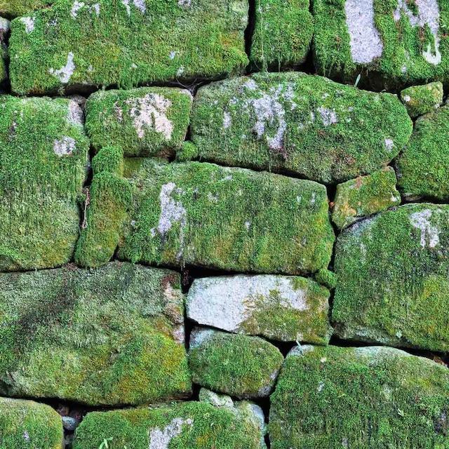 【銀座花粂】清水寺の苔 春 (3月20日頃到着 寄付日：2月3日から3月1日の方)