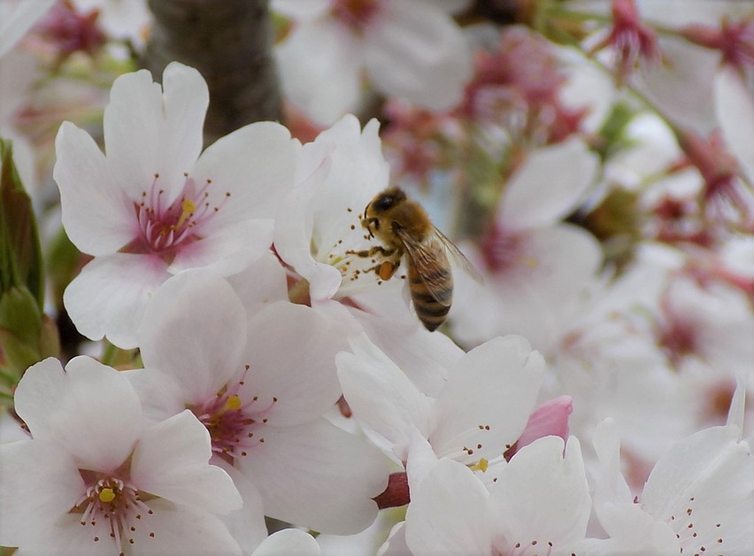 【京都ヒグチ養蜂園】京都市産天然百花はちみつ 600g［ 京都の天然はちみつ 蜂蜜 ハチミツ 国産蜂蜜 人気 おすすめ ギフト プレゼント お取り寄せ 通販 送料無料 ふるさと納税 ］