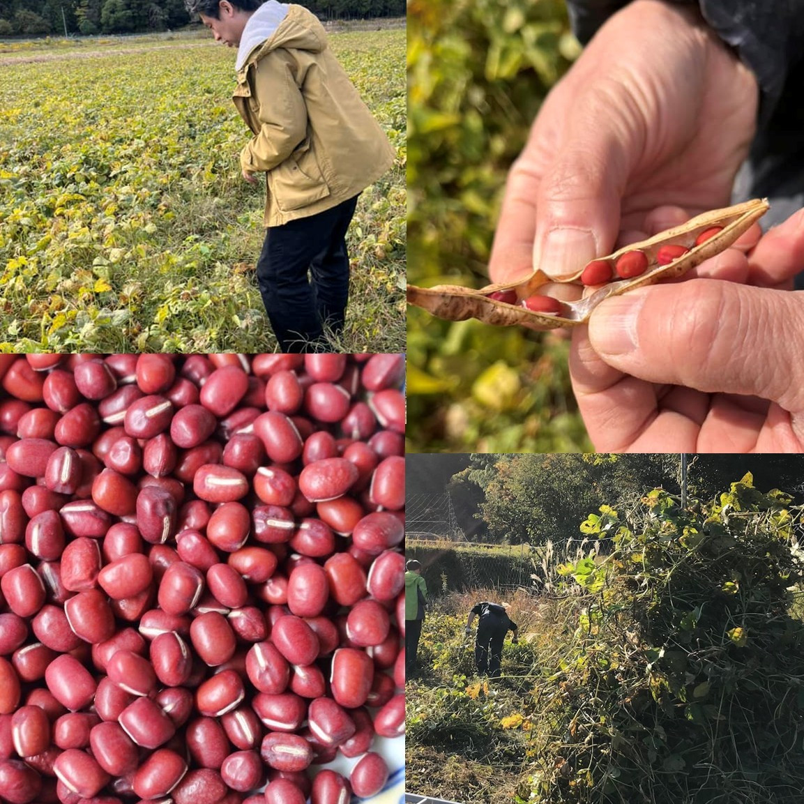 【緑のゆうき】売上の1％を子どもたちの応援に《プレゼント付き／合計3袋》京都産大納言あずき茶 2袋＋1袋プレゼント［ 京都 野菜 小豆 あずき お茶 人気 おすすめ ノンカフェイン 無香料 無着色 お取り寄せ 通販 送料無料 ふるさと納税 ］