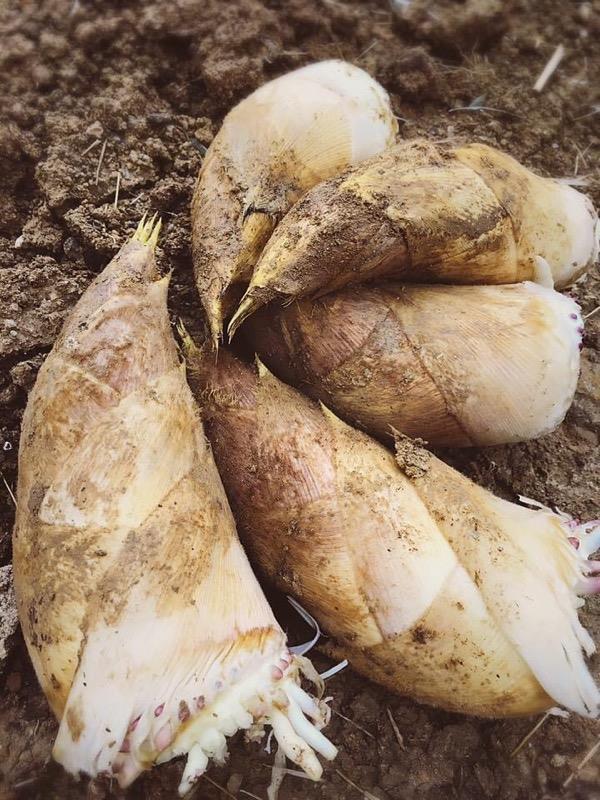 【 たけのこ旬一 】朝掘り塚原産たけのこ2kg