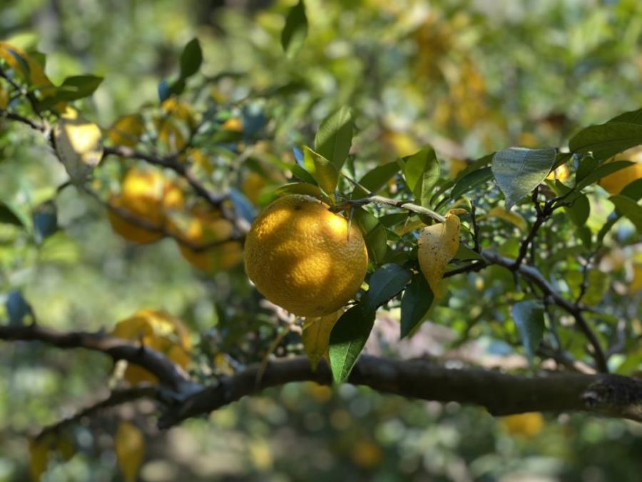 【京都速報×オジカソース】京都 路地裏だしポン酢 ［ 京都 こだわり 調味料 ぽん酢 酢 柚子 水尾ゆず 人気 おすすめ お取り寄せ 通販 送料無料 ふるさと納税 ］