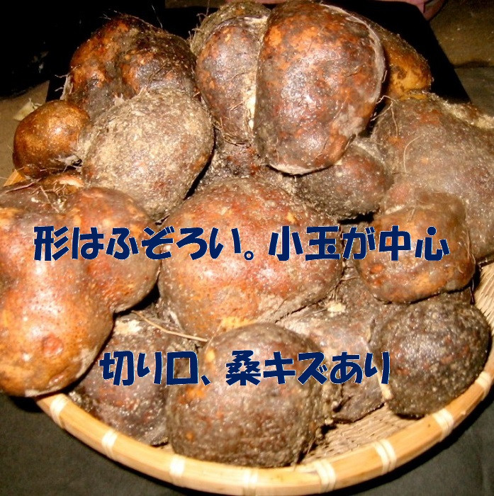 【芋家なか吉】丹波山の芋 わけあり 3キロ 11月収穫のとれたての新芋［ 京都 山の芋専門店 職人 とろろ 芋 いも イモ 野菜 3kg 不揃い 事業者応援品 応援 人気 おすすめ お取り寄せ 通販 送料無料 ふるさと納税 ］