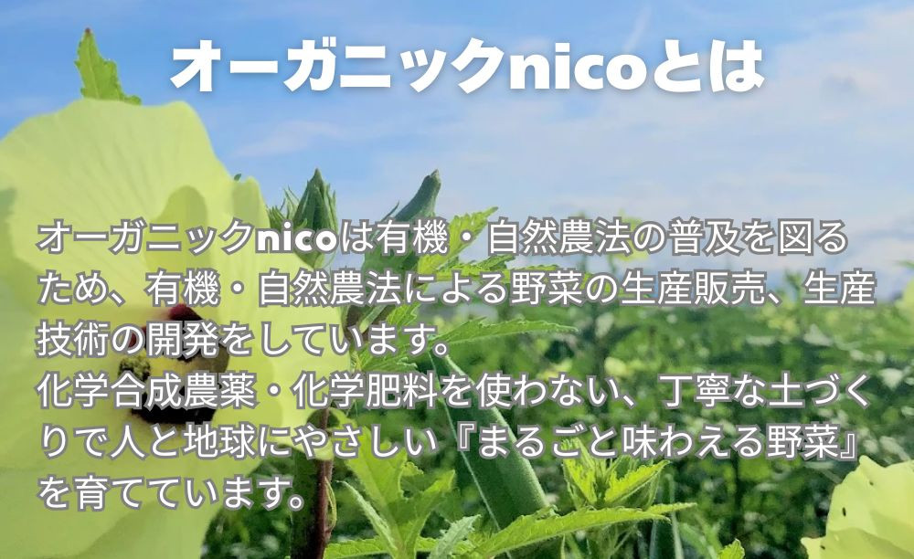 【オーガニックnico】有機栽培のいちご狩り1名分(2026年3月～4月開催)｜京都 大原野 いちご 食べ放題 人気 おすすめ [ 有機いちご 40分いちご狩り＋お土産付き 幼児は無料 人気 おすすめ 果物 フルーツ フルーツ狩り ふるさと納税 ]