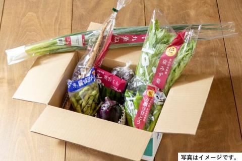 ＜２回　定期便＞【JA全農京都】半年に１回配送！季節の京野菜セット