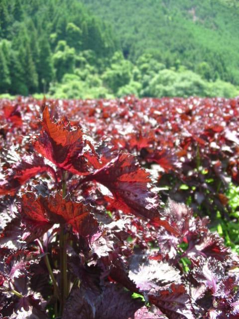 【土井志ば漬本舗】京都大原ちりめん赤紫蘇ジュース 180ml×10本｜赤紫蘇ジュース ドリンク 人気セット［ ちりめん赤紫蘇 しそジュース 老舗 ストレートで飲める 炭酸割り お土産贈答 人気 おすすめ お取り寄せ 通販 送料無料 ふるさと納税 ］