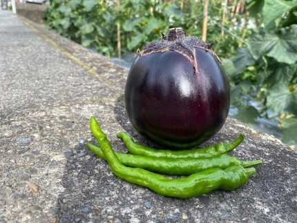 【先行予約・2026年7月発送】京野菜「3種セット」賀茂茄子・万願寺とうがらし・伏見とうがらし