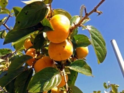 【京都市農協 大枝支部】＜令和7年11月中旬～発送＞大枝冨有柿（Lサイズ 15個）