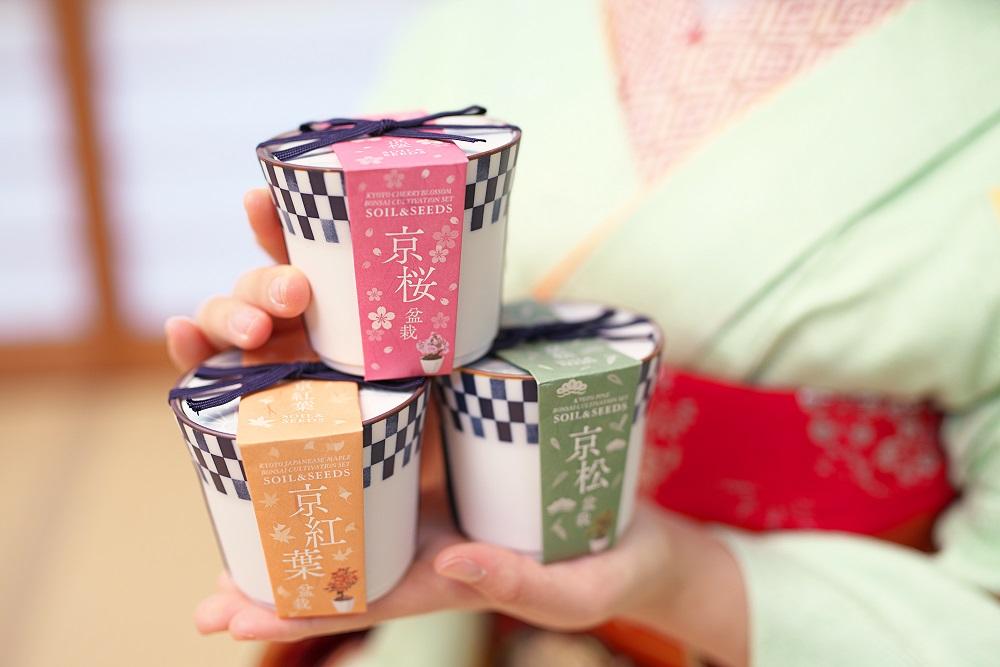 【京都花室 おむろ】京都小鉢（ミニ盆栽）種栽培セット 京桜・京紅葉・京松