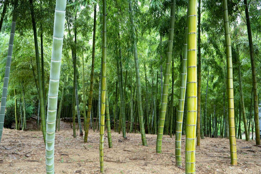 【筍 専門店】※2026年4月中旬～発送※ 京の伝統野菜京たけのこ（塚原たけのこ）