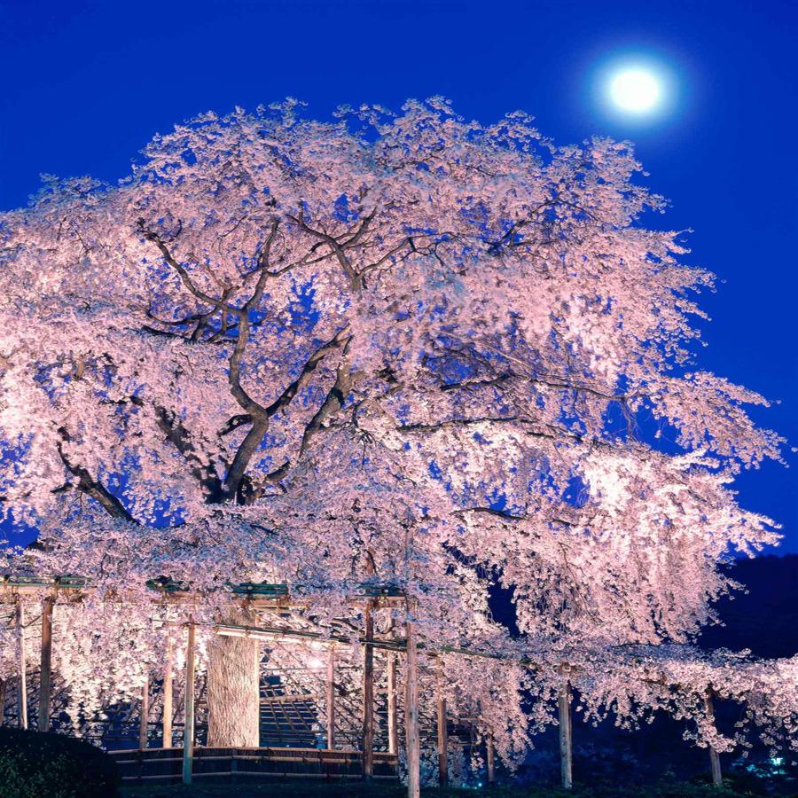 【マルナカ商事】京都スカーフ 「祗園しだれ桜  ～円山公園～」 1枚