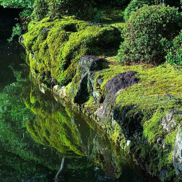 【銀座花粂】青蓮院の苔 春 (3月20日頃到着 寄付日：2月3日から3月1日の方)