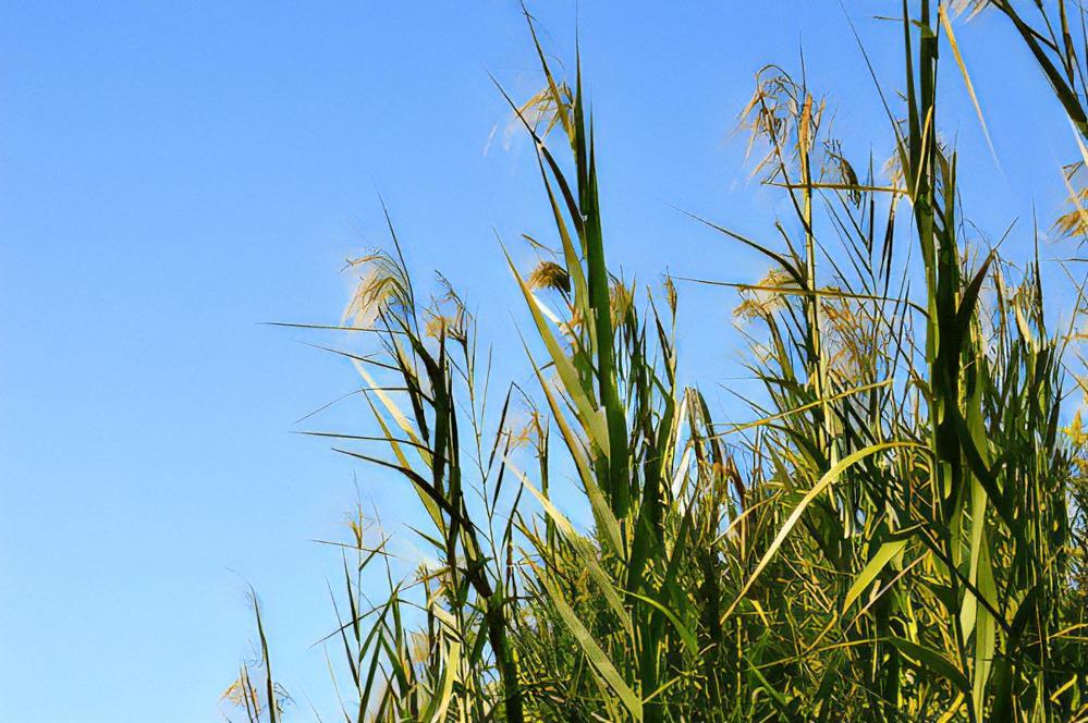 【rikuno wa】京都・伏見のヨシ箸 ～つばめのねぐらを守る箸～（2膳セット）