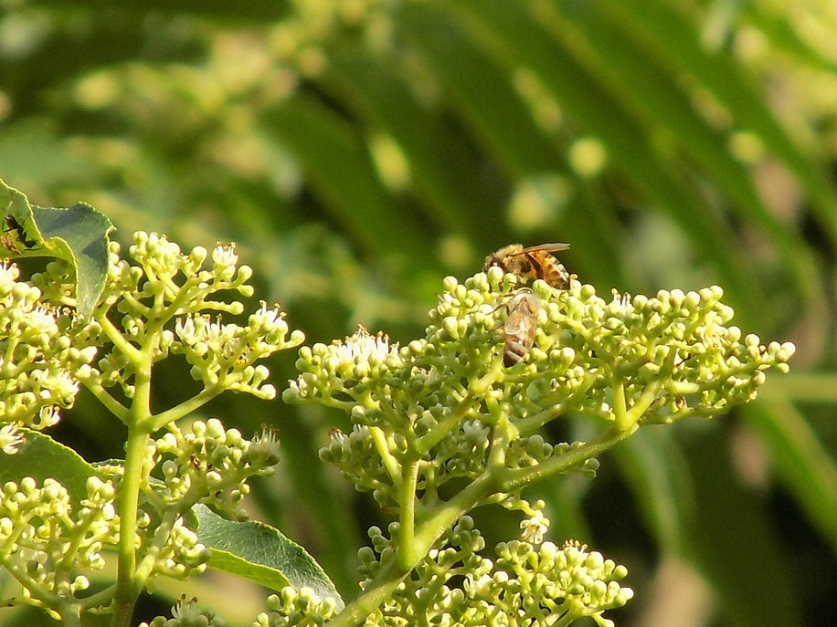 【京都ヒグチ養蜂園】京都市産天然百花はちみつ 600g［ 京都の天然はちみつ 蜂蜜 ハチミツ 国産蜂蜜 人気 おすすめ ギフト プレゼント お取り寄せ 通販 送料無料 ふるさと納税 ］