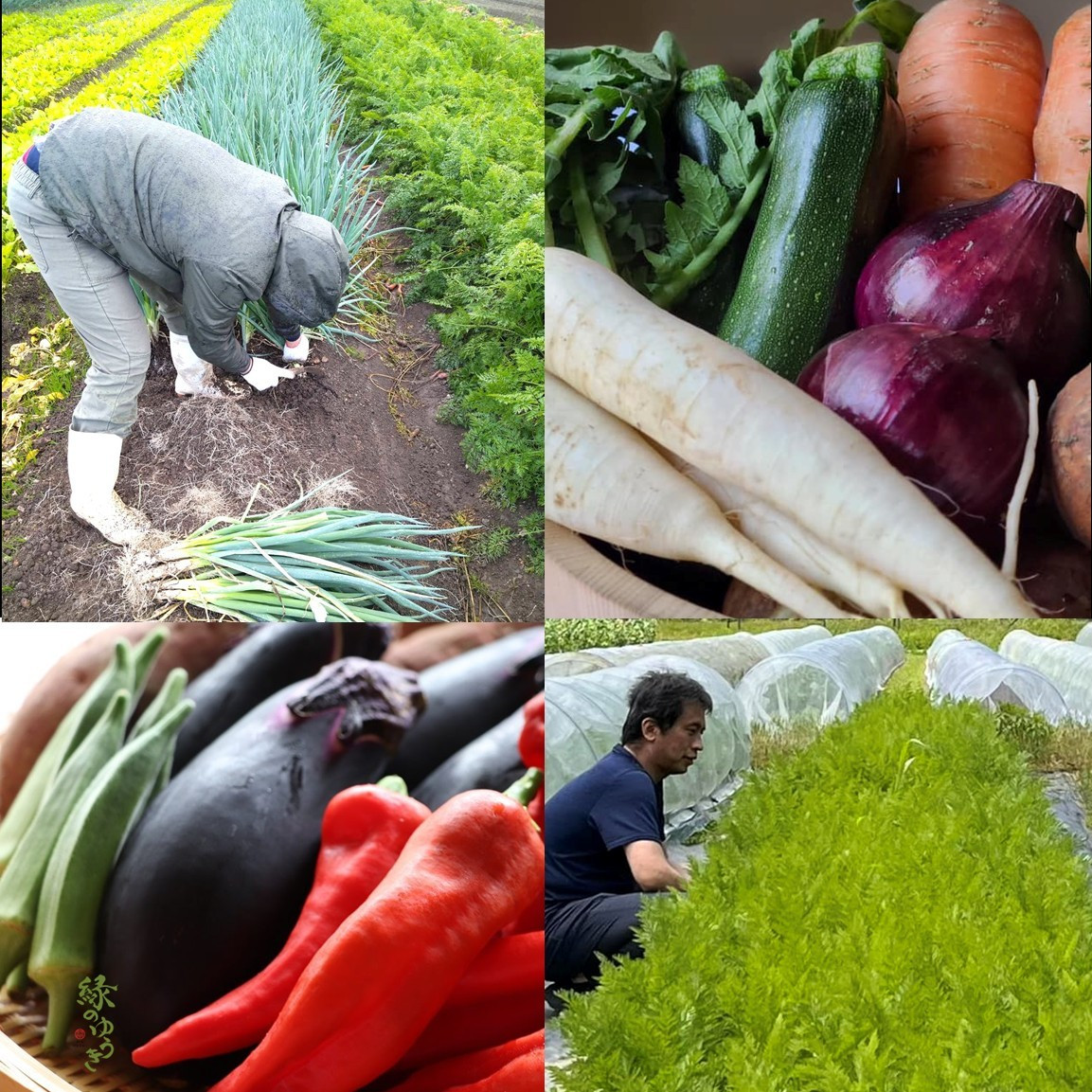 【緑のゆうき】購入された野菜の売上の1％が、社会貢献に 京都産のこだわり野菜（有機野菜、栽培期間中農薬・化学肥料不使用など）を 美味しいタイミングで収穫したセット