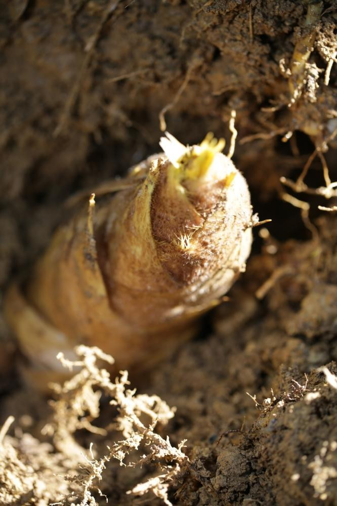 予約受付【筍農家】京都産 朝堀り たけのこ 優秀品 1KG（2-5本） [ 京都 筍専門店 たけのこ 朝掘り直送 新鮮 人気 おすすめ おいしい タケノコ 季節限定 お取り寄せ 通販 送料無料 ふるさと納税 ]	