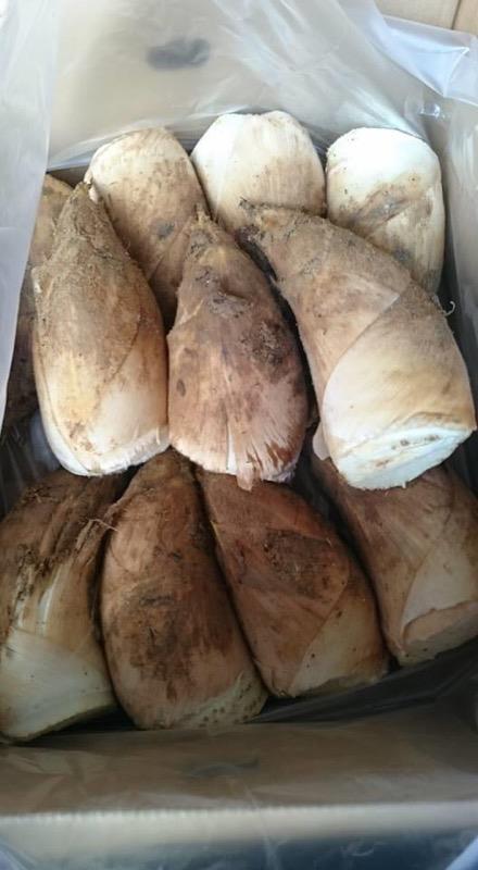 【 たけのこ旬一 】朝掘り塚原産たけのこ2kg