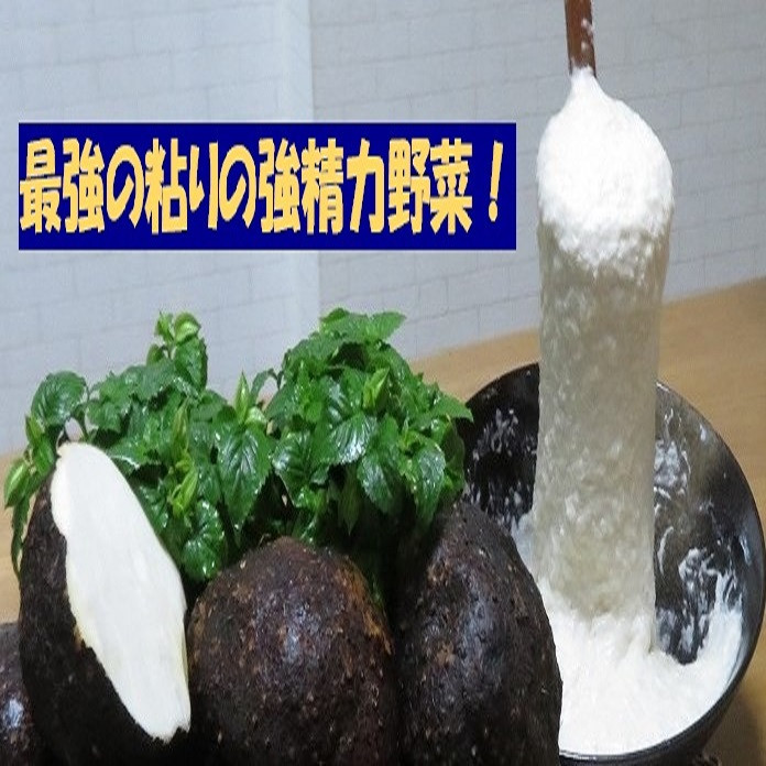 【芋家なか吉】丹波山の芋 わけあり 3キロ 11月収穫のとれたての新芋［ 京都 山の芋専門店 職人 とろろ 芋 いも イモ 野菜 3kg 不揃い 事業者応援品 応援 人気 おすすめ お取り寄せ 通販 送料無料 ふるさと納税 ］