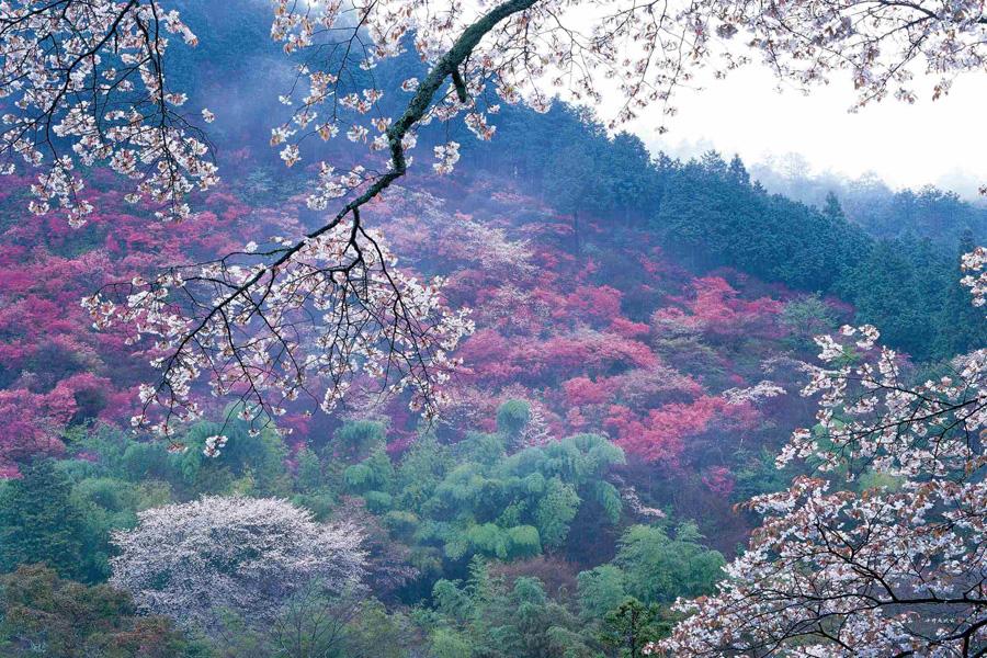 【マルナカ商事】京都スカーフ　「高雄　～桜～」1枚