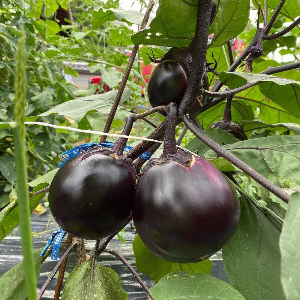 【先行予約・2026年7月発送】京ブランド野菜・賀茂茄子（かもなす） 6個 約1.5kg