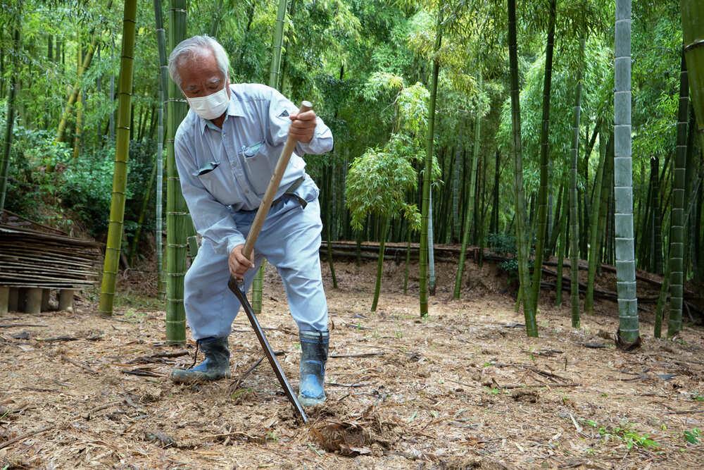 【筍 専門店】※2026年4月中旬～発送※ 京の伝統野菜京たけのこ（塚原たけのこ）