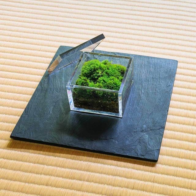 【銀座花粂】清水寺の苔 春 (3月20日頃到着 寄付日：2月3日から3月1日の方)