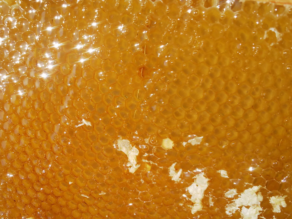 【京都ヒグチ養蜂園】京都市産天然百花はちみつ 600g［ 京都の天然はちみつ 蜂蜜 ハチミツ 国産蜂蜜 人気 おすすめ ギフト プレゼント お取り寄せ 通販 送料無料 ふるさと納税 ］