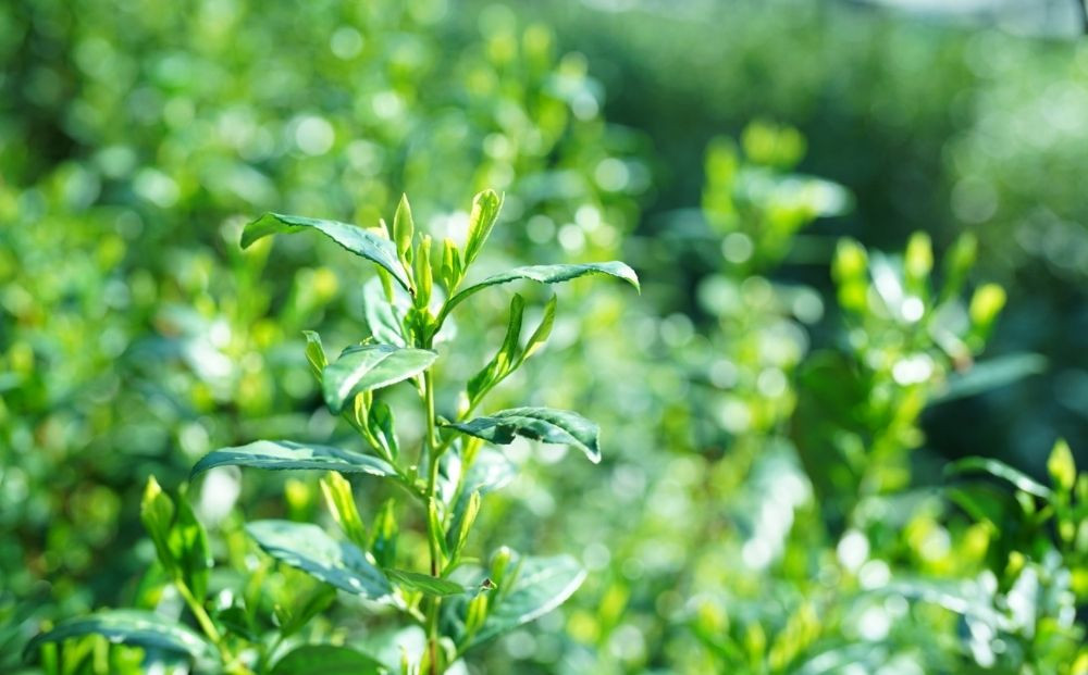 【つりい京都】茶壷ショコラ［ 京都 抹茶スイーツブランド 最高級 チョコレート 抹茶 ショコラ スイーツ 贅沢 人気 おすすめ ギフト プレゼント 贈答 お取り寄せ 通販 送料無料 ふるさと納税 ］