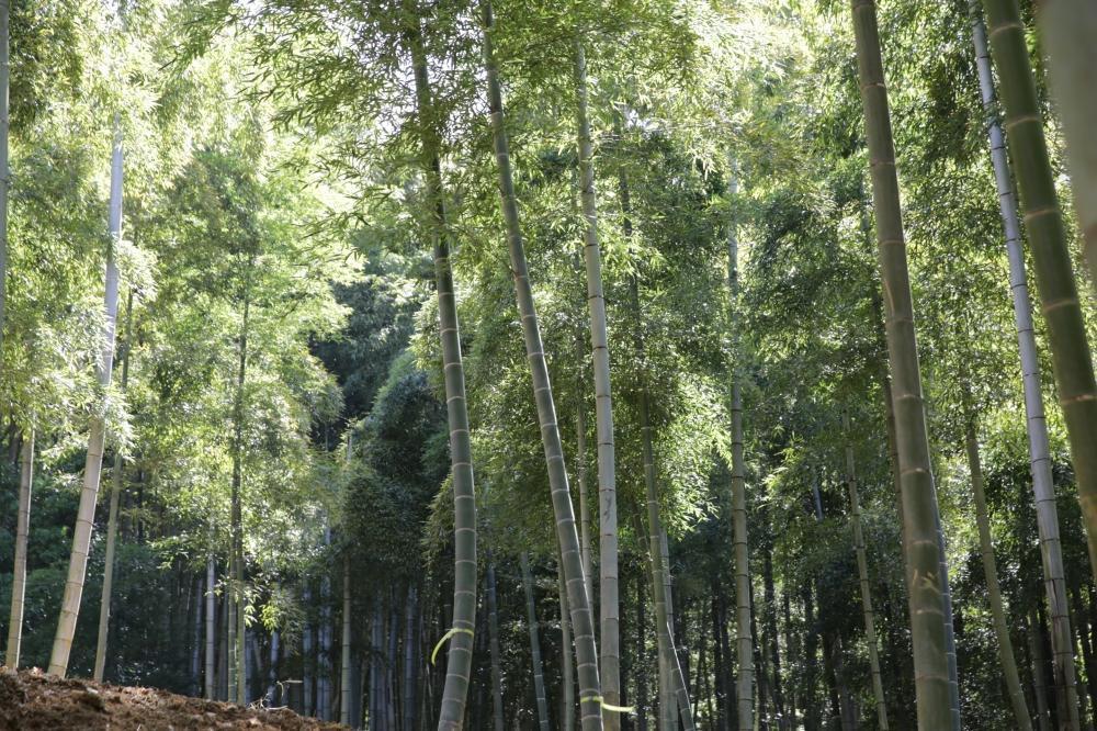 予約受付【筍農家】京都産 朝堀り たけのこ 優秀品 2KG（2-5本） [ 京都 筍専門店 たけのこ 朝掘り直送 新鮮 人気 おすすめ おいしい タケノコ 季節限定 お取り寄せ 通販 送料無料 ふるさと納税 ]