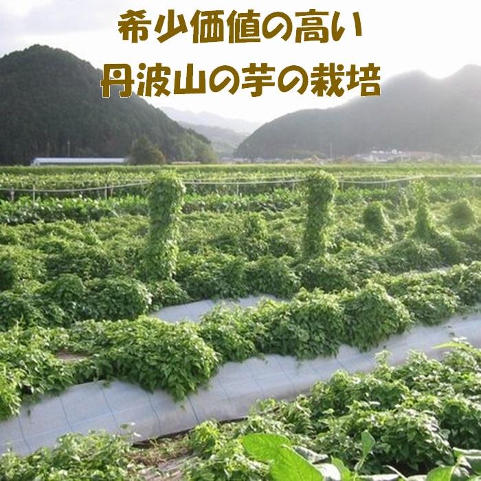 【芋家なか吉】丹波山の芋 種芋 3kg  食用でもOK/令和7年11月収穫［ 京都 芋 いも イモ 新鮮 野菜 栽培 人気 おすすめ お取り寄せ 通販 ふるさと納税 ］