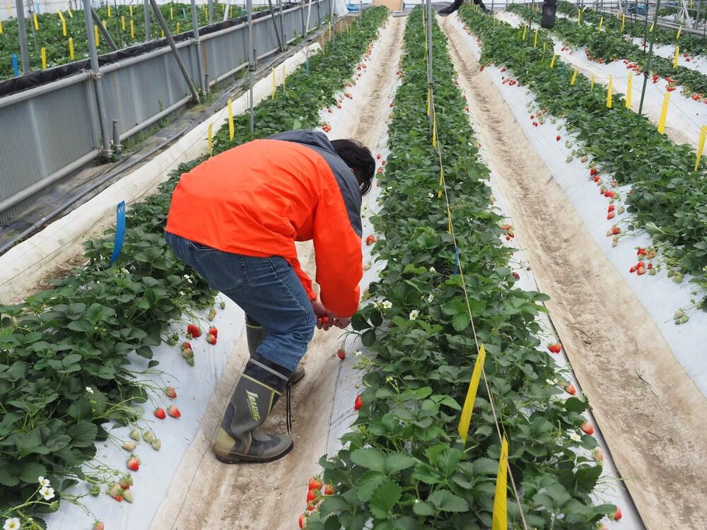 ＜予約受付＞【オーガニックnico】おふくわけいちご　＜京都洛西大原野産　有機JAS認定＞［ 京都 有機 JAS認定 オーガニック 人気 おすすめ 果物 フルーツ お取り寄せ 通販 送料無料 ふるさと納税 ］