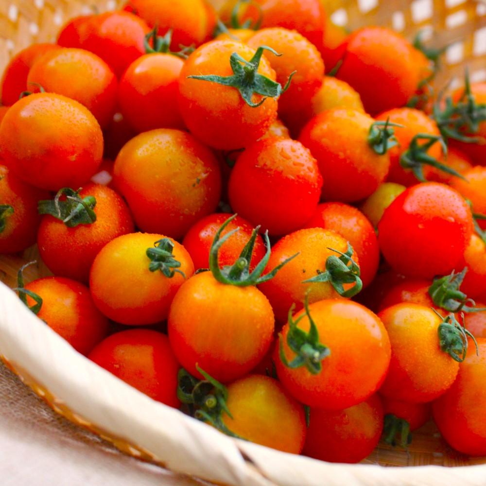 【オーガニックnico】有機JAS　丹のトマトジュース［ 京都 有機 JAS認定 オーガニック 人気 おすすめ  健康 野菜 お取り寄せ 通販 送料無料 ふるさと納税 ］