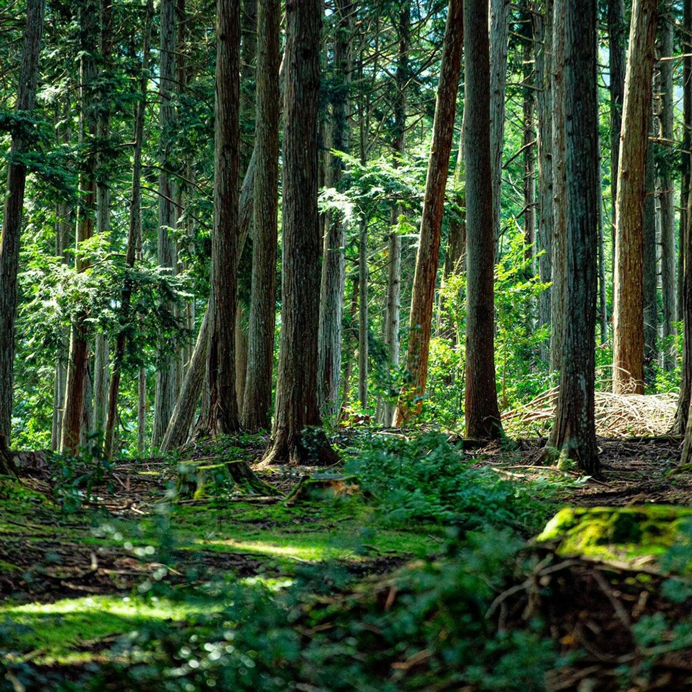 【森の力京都】キャンプ用燃料 たっぷり5kg 木質ペレット［ 京都 京都産スギ100％ 国産 アウトドア キャンプ 京都ペレット 全木 無添加 間伐材 天然素材 ペレットストーブ燃料 人気 おすすめ 通販 送料無料 ふるさと納税 ］