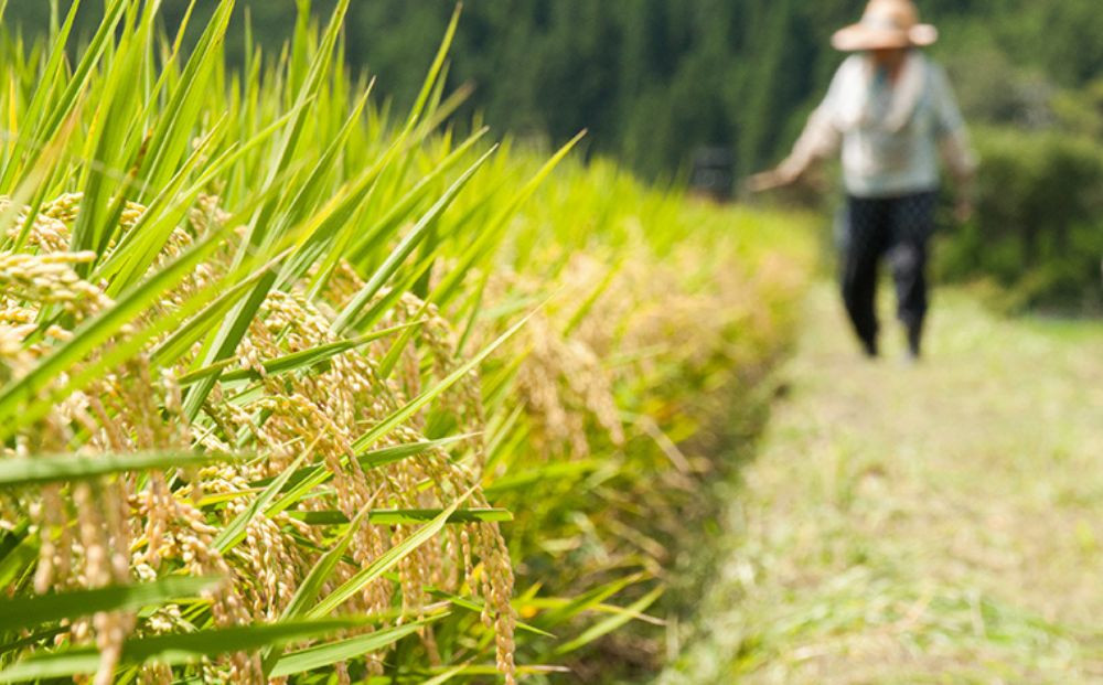 【50セット限定・新米先行受付】令和7年産 コシヒカリ 5kg 京都・京北米 精米 12～1月発送【京北水稲担い手協議会】［ 京都 京北産 コシヒカリ 先行予約 米 お米 人気 おすすめ こしひかり お取り寄せ 通販 送料無料 ふるさと納税 ］